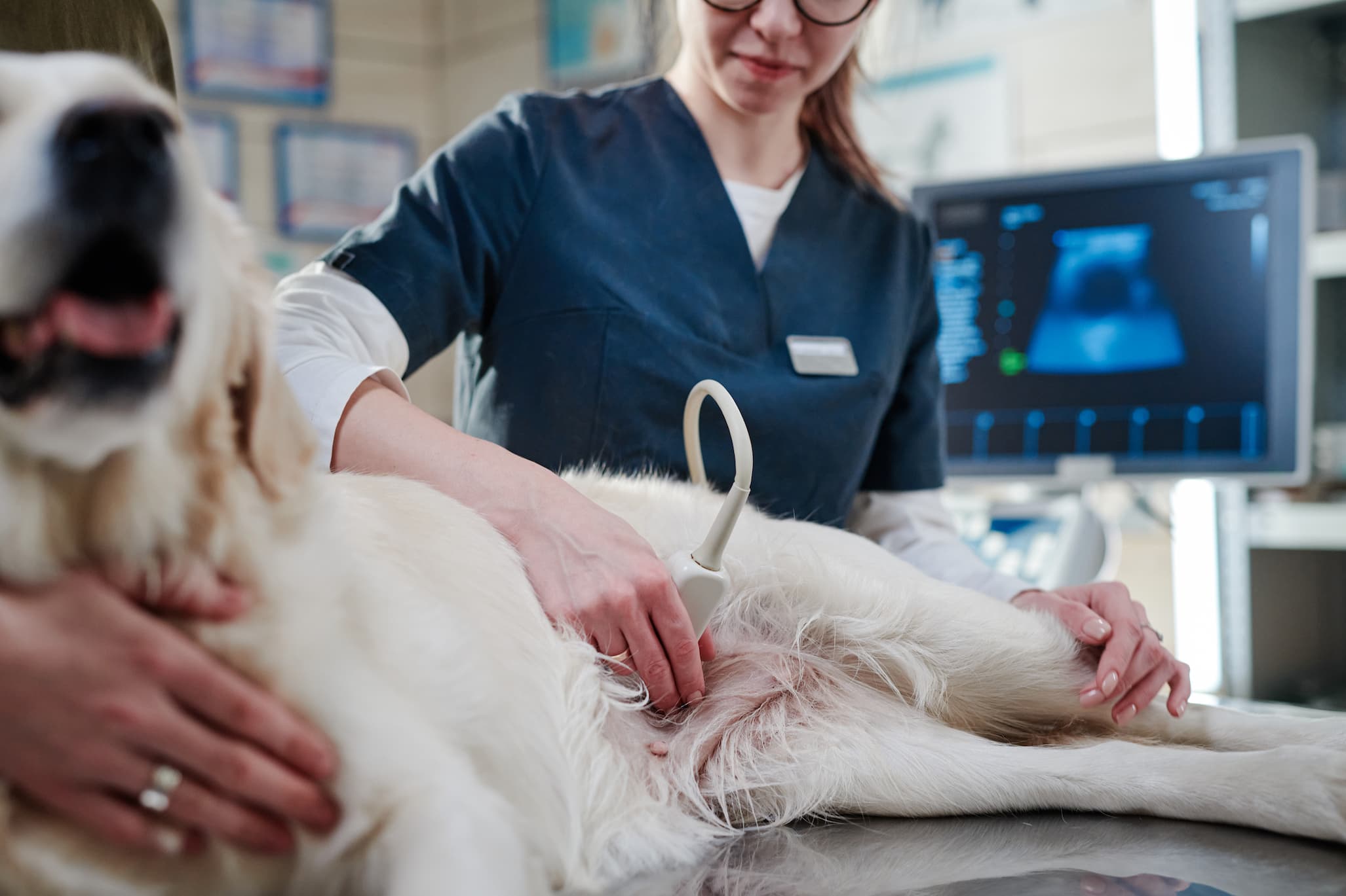 Att arbeta som veterinär i Sverige om du redan har en veterinärutbildning och legitimation från ett annat EU-land är fullt möjligt, men det kräver att vissa steg följs enligt svenska regelverk. Här är en sammanfattning av vad som krävs och hur du går tillväga.