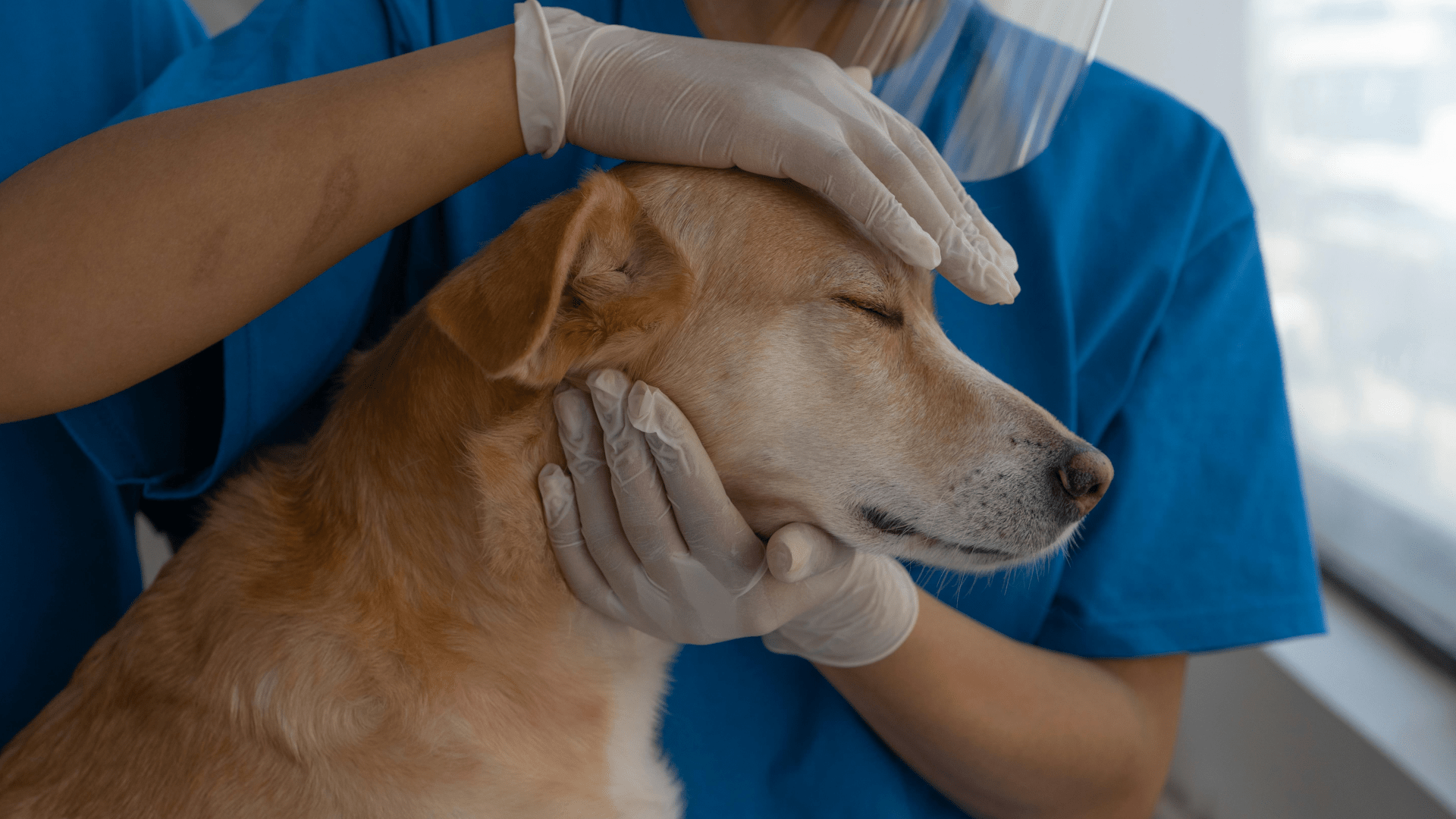 Vetmigo är specialister på veterinärbemanning och rekrytering av veterinärer, djursjuksköterskor och djurvårdare. Vi erbjuder även utbildningar för branschen.