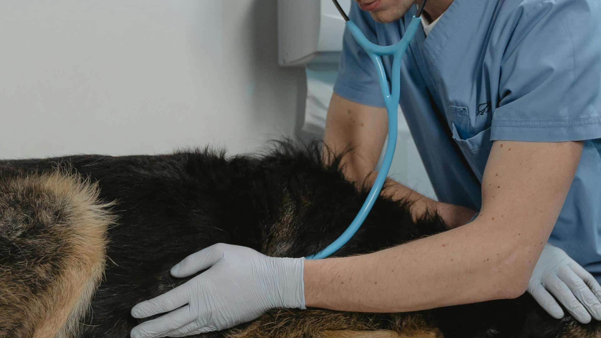 Vill du arbeta som konsult inom djursjukvården? Här är 7 saker att tänka på för dig som är veterinär eller legitimerad djursjukskötare.
