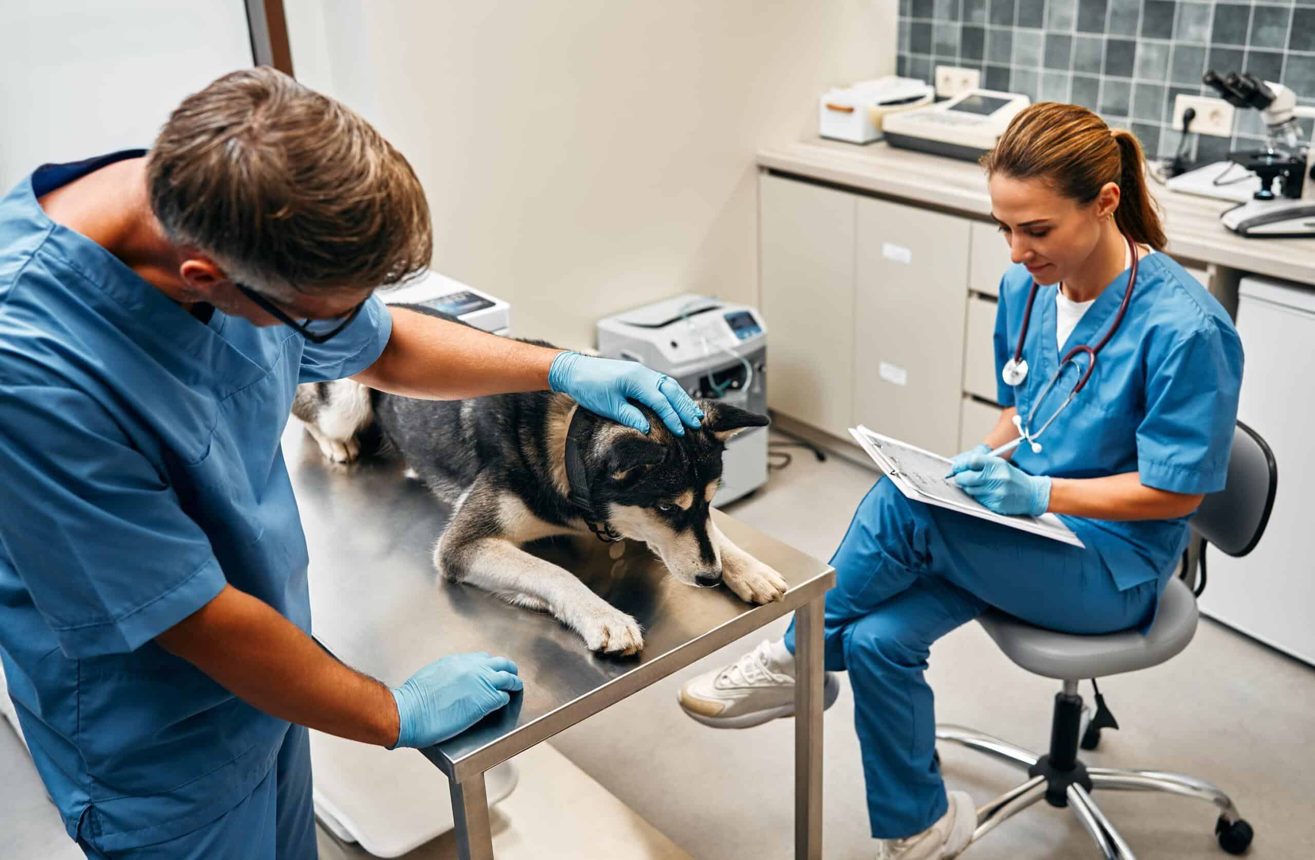 Övergångsregeln för djurvårdare Nivå 3 fasas ut! Få den kompletta tidslinjen. Se exakt när behörigheten för narkos upphör (2026) och vad som händer med din karriär.