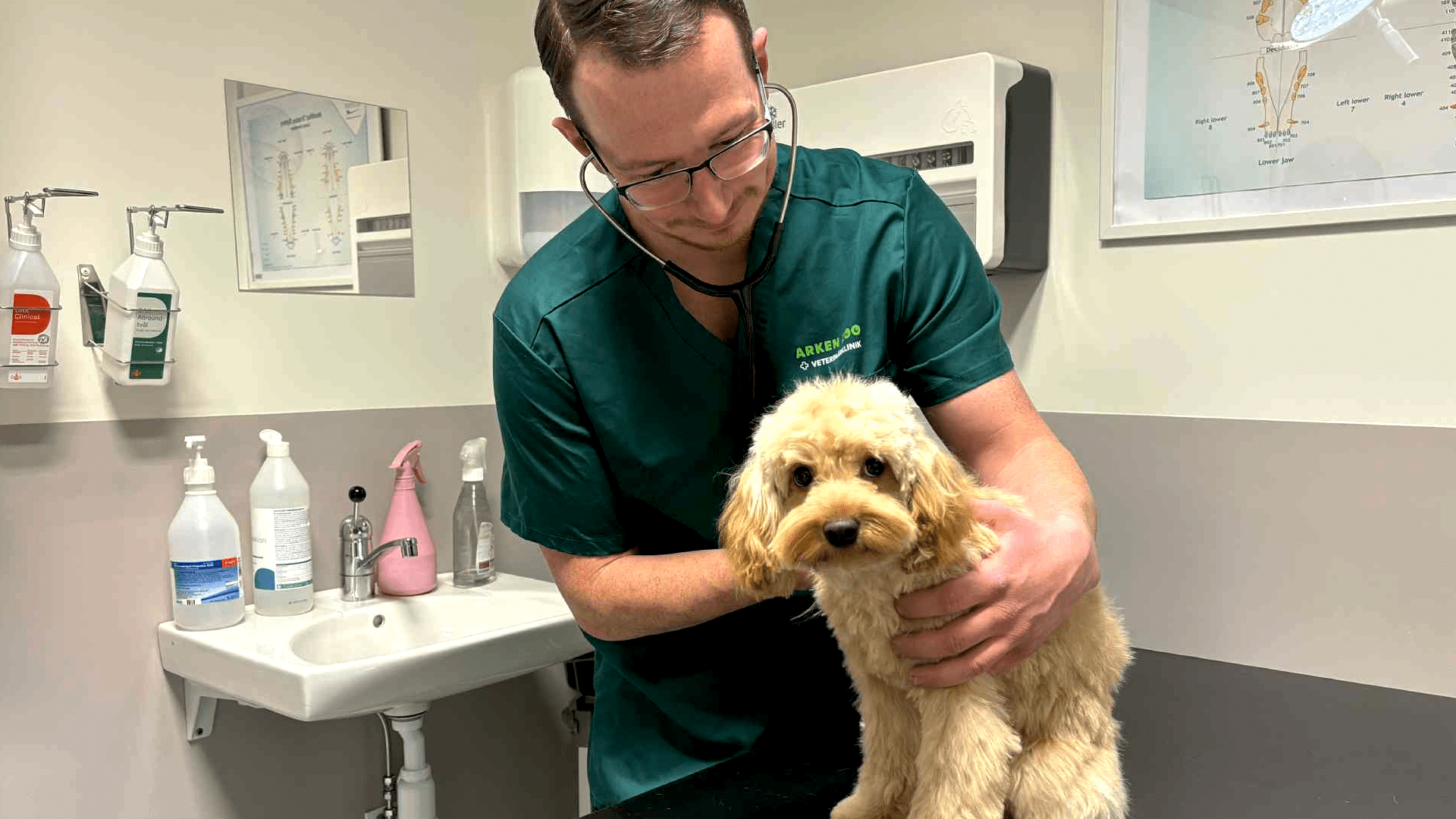 Anmälan är öppen till Vetmigos grundkurs i läkemedelshantering hund och katt. Tvådagarsutbildning i Stockholm med praktik. Bli djurvårdare nivå 2.