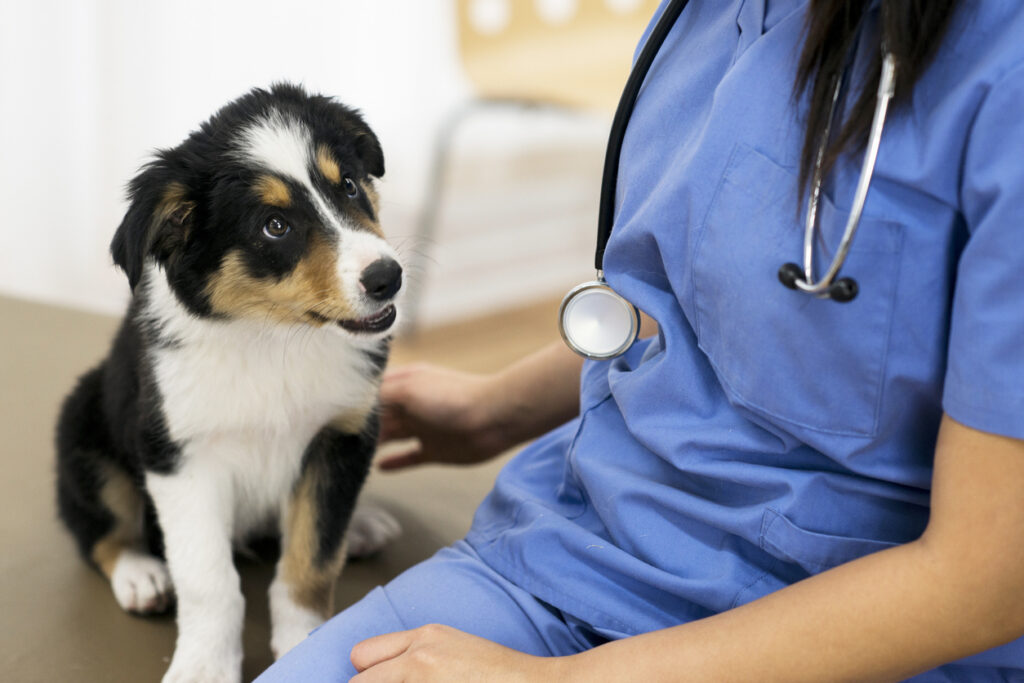 December är årets tuffaste period för veterinärkliniker. Här är varför du behöver börja planera semesterbemanningen redan i oktober.